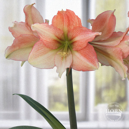 Tinkerbell Amaryllis Flower Bulbs