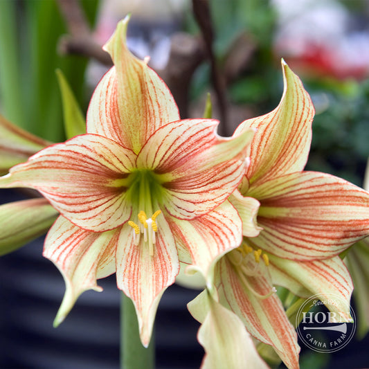 Moon Scene Amaryllis Flower Bulbs