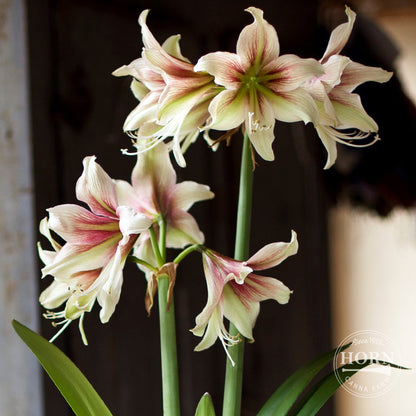 Moon Scene Amaryllis Flower Bulbs