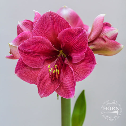 Ice Pink Amaryllis Flower Bulbs