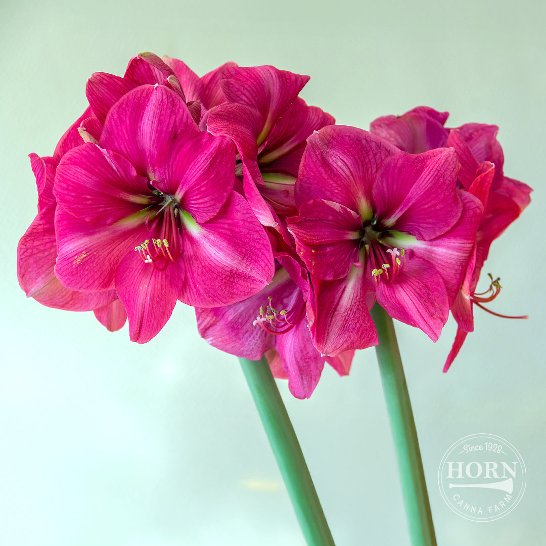 Ice Pink Amaryllis Flower Bulbs