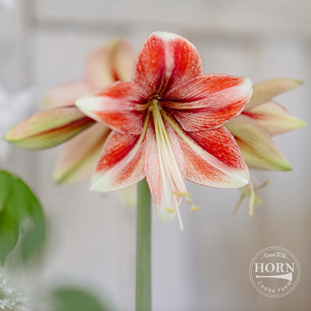 Bentley Double Amaryllis Flower Bulbs – Horn Canna Farm