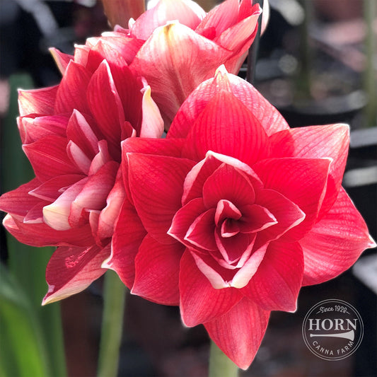 Double Dream Double Amaryllis Flower Bulbs