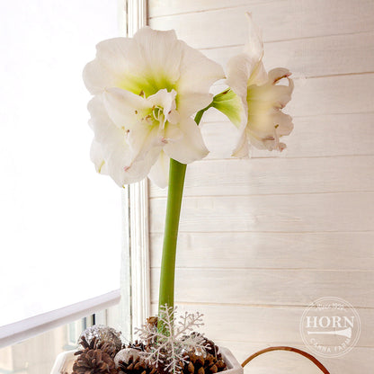 White Amadeus Double Amaryllis Flower Bulbs