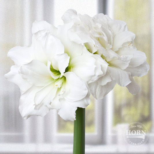 White Amadeus Double Amaryllis Flower Bulbs