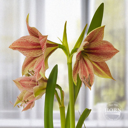 Exotic Star Butterfly Amaryllis Flower Bulbs