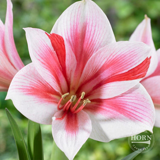 Gervase Amaryllis Flower Bulbs