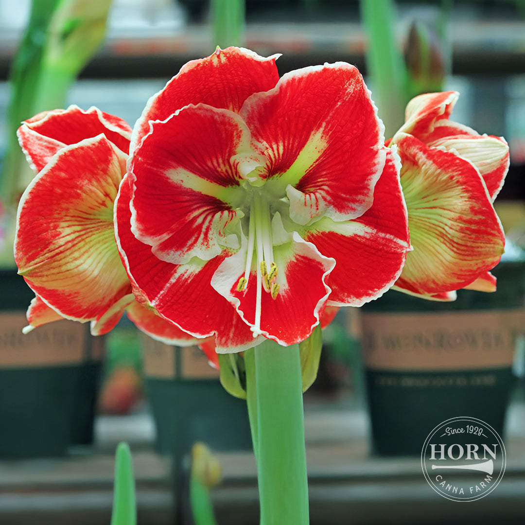 Magical Touch Amaryllis Flower Bulbs – Horn Canna Farm