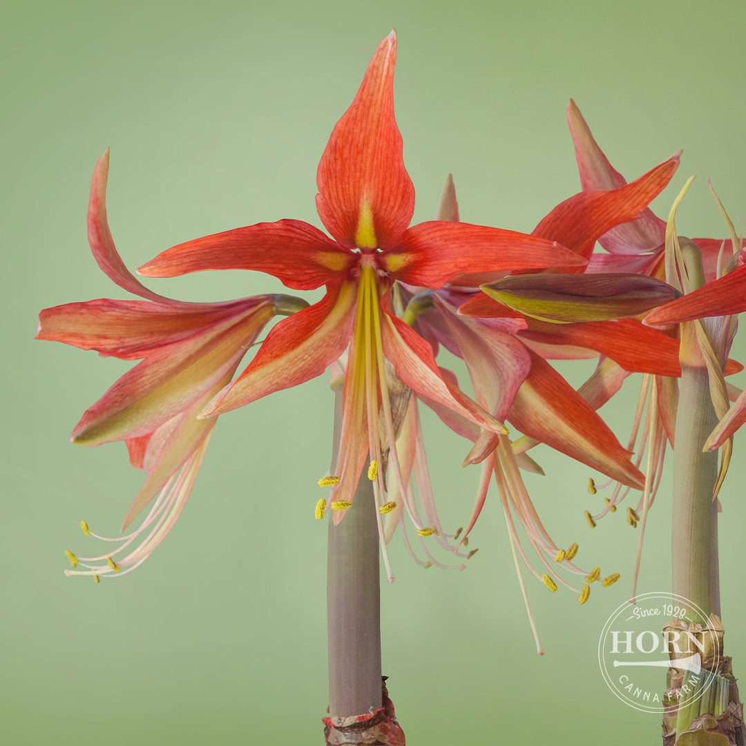 Merenque Spider Amaryllis Flower Bulbs – Horn Canna Farm