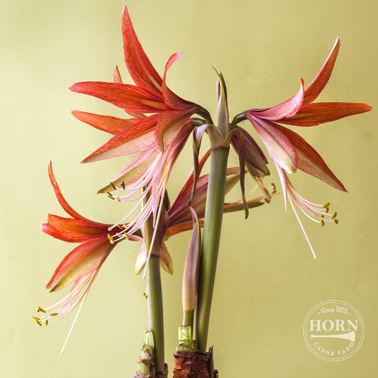 Merenque Spider Amaryllis Flower Bulbs