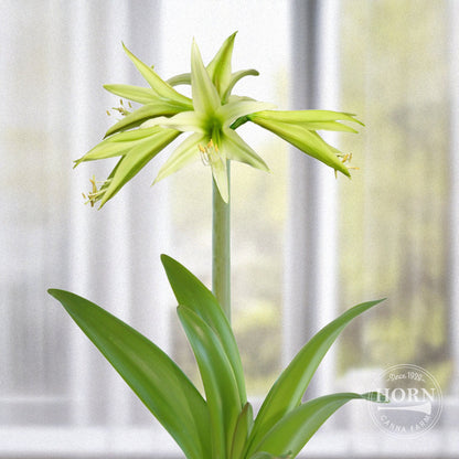Evergreen Spider Amaryllis Flower Bulbs