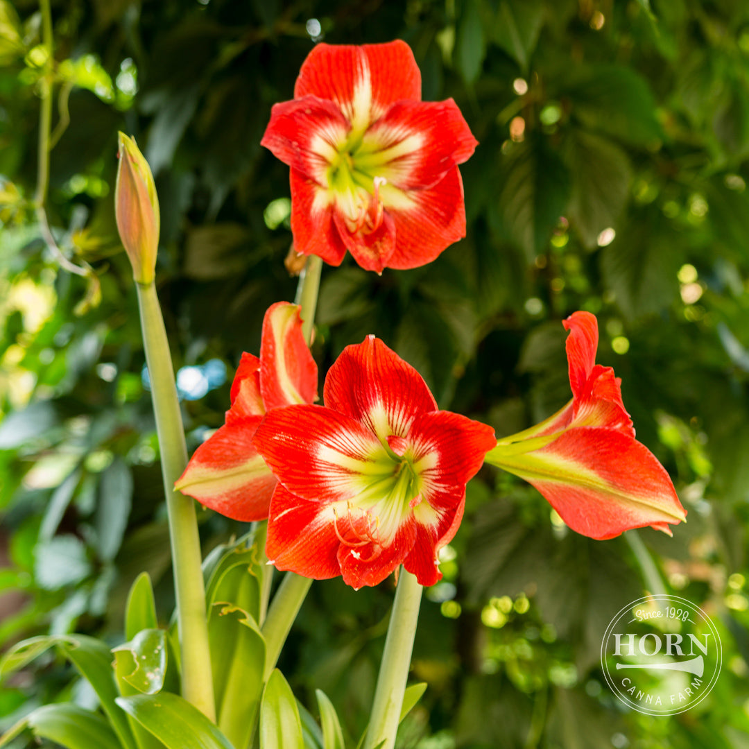 Ibiza Dwarf Amaryllis Flower Bulbs – Horn Canna Farm