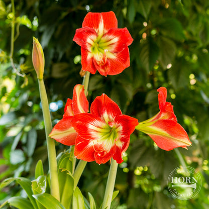 Ibiza Dwarf Amaryllis Flower Bulbs