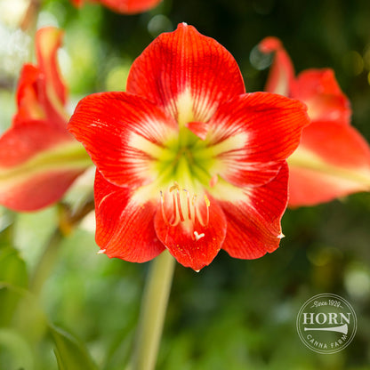 Ibiza Dwarf Amaryllis Flower Bulbs