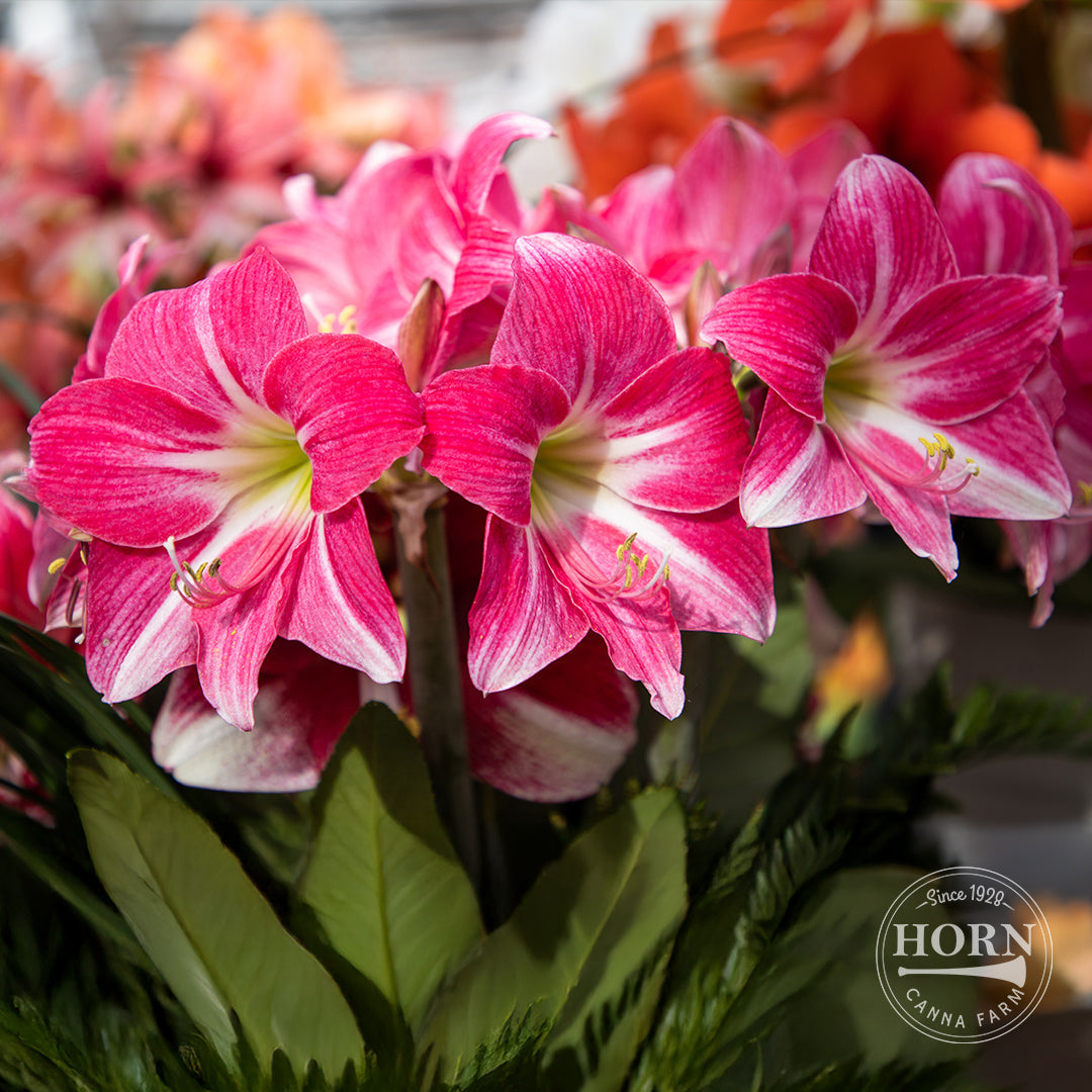 Neon Dwarf Amaryllis Flower Bulbs – Horn Canna Farm
