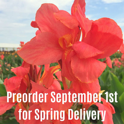 City of Portland Bulk 25-Pack Canna Flower Bulbs