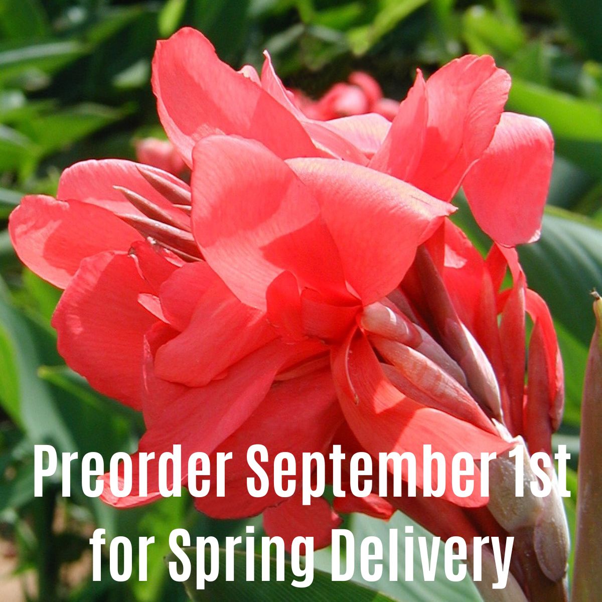 Crimson Beauty Bulk 50-Pack Canna Flower Bulbs