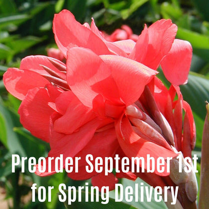 Crimson Beauty Bulk 50-Pack Canna Flower Bulbs