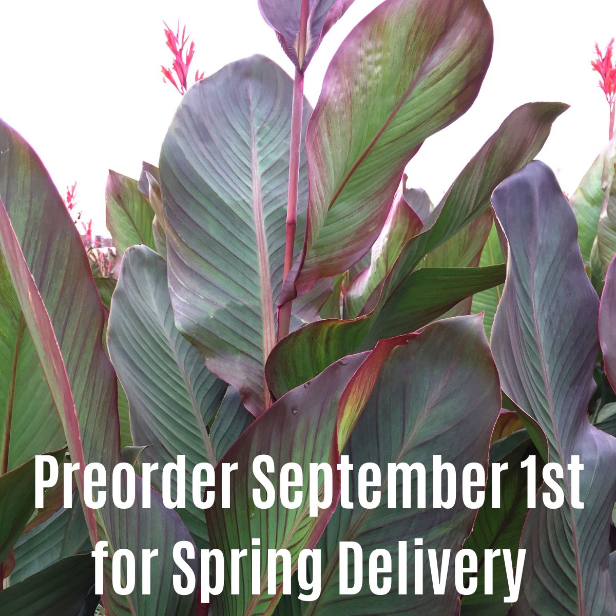 Musifolia Bulk 50-Pack Canna Flower Bulbs