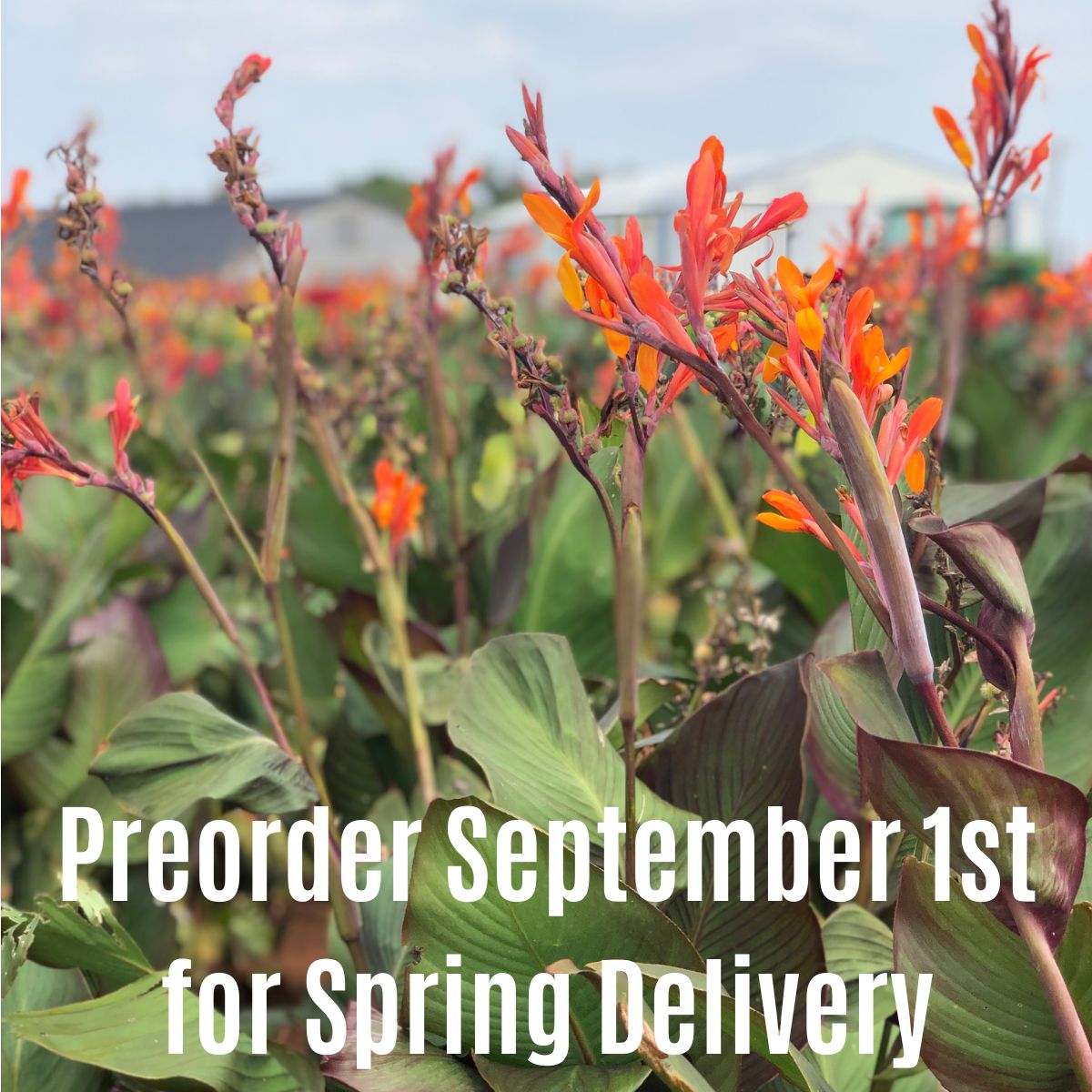 Orange Musifolia Bulk 50-Pack Canna Flower Bulbs