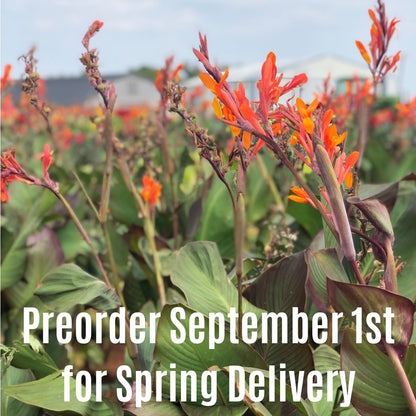 Orange Musifolia Bulk 50-Pack Canna Flower Bulbs