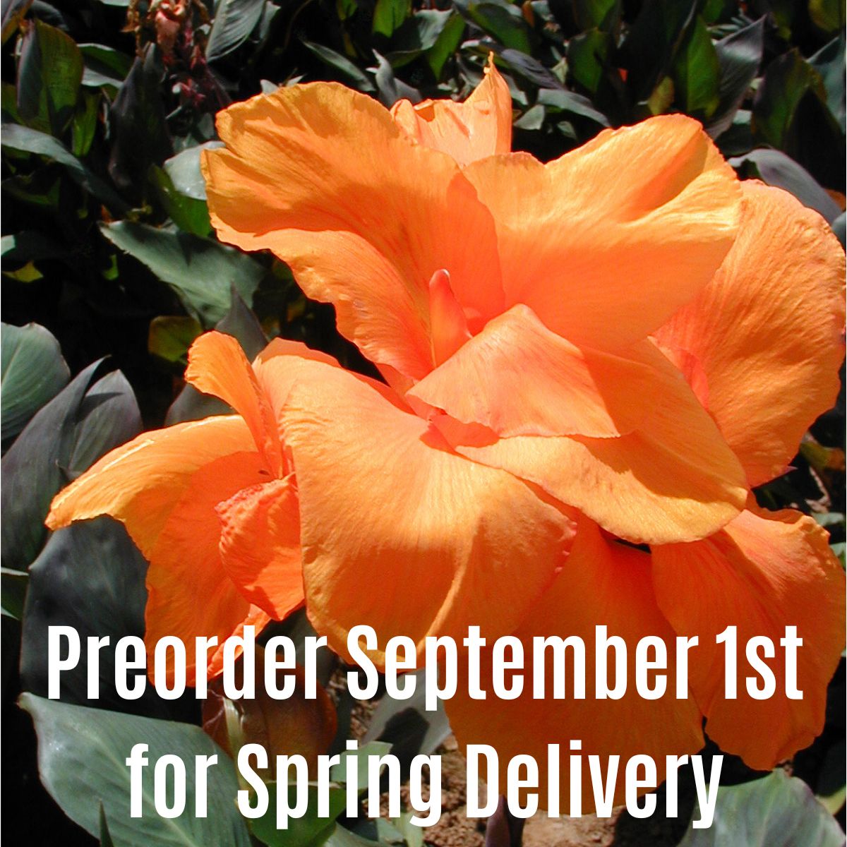 Wyoming Canna Flower Bulbs