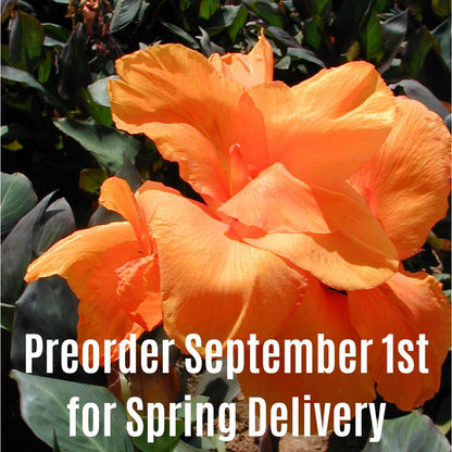 Wyoming Canna Flower Bulbs