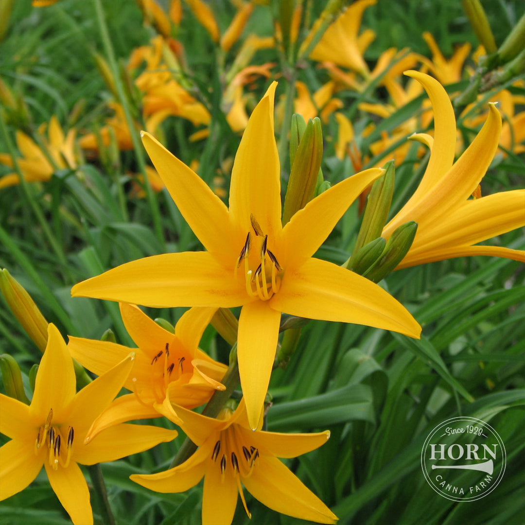 Aztec Gold Daylily Flower Bulbs – Horn Canna Farm