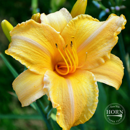Bengaleer Daylily Flower Bulbs