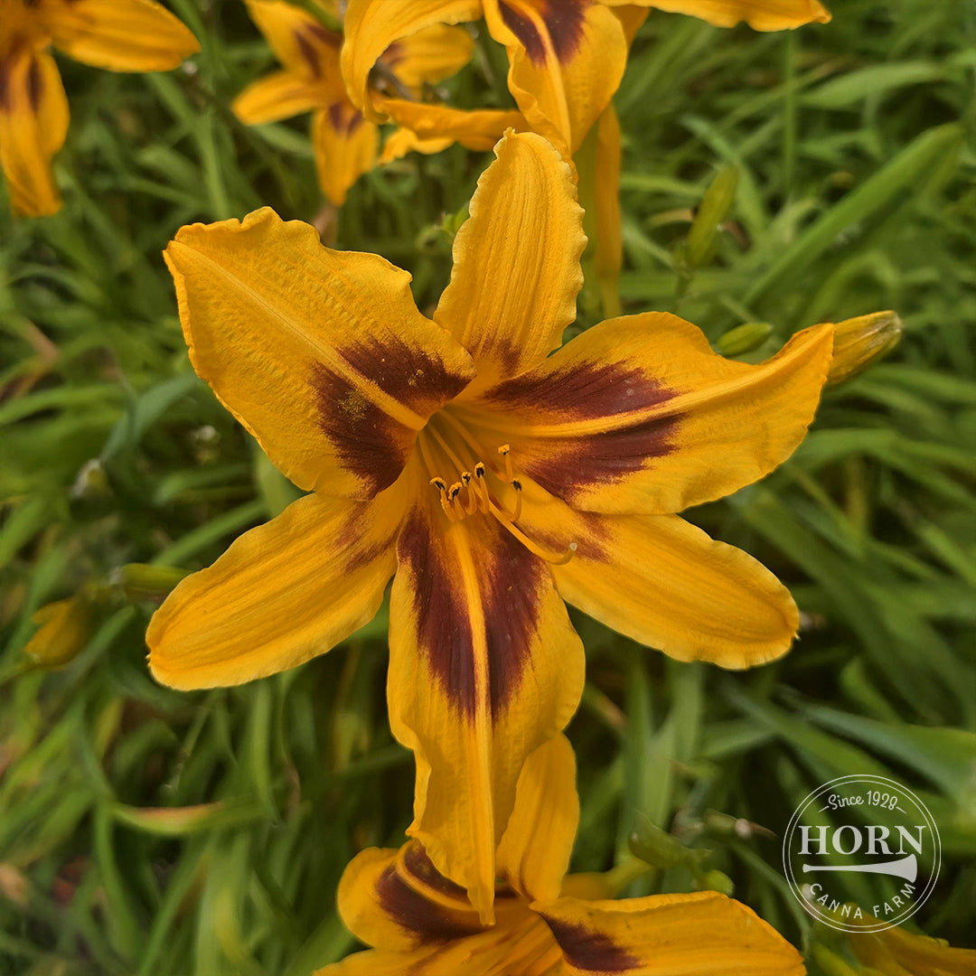 Bonanza Daylily Flower Bulbs – Horn Canna Farm