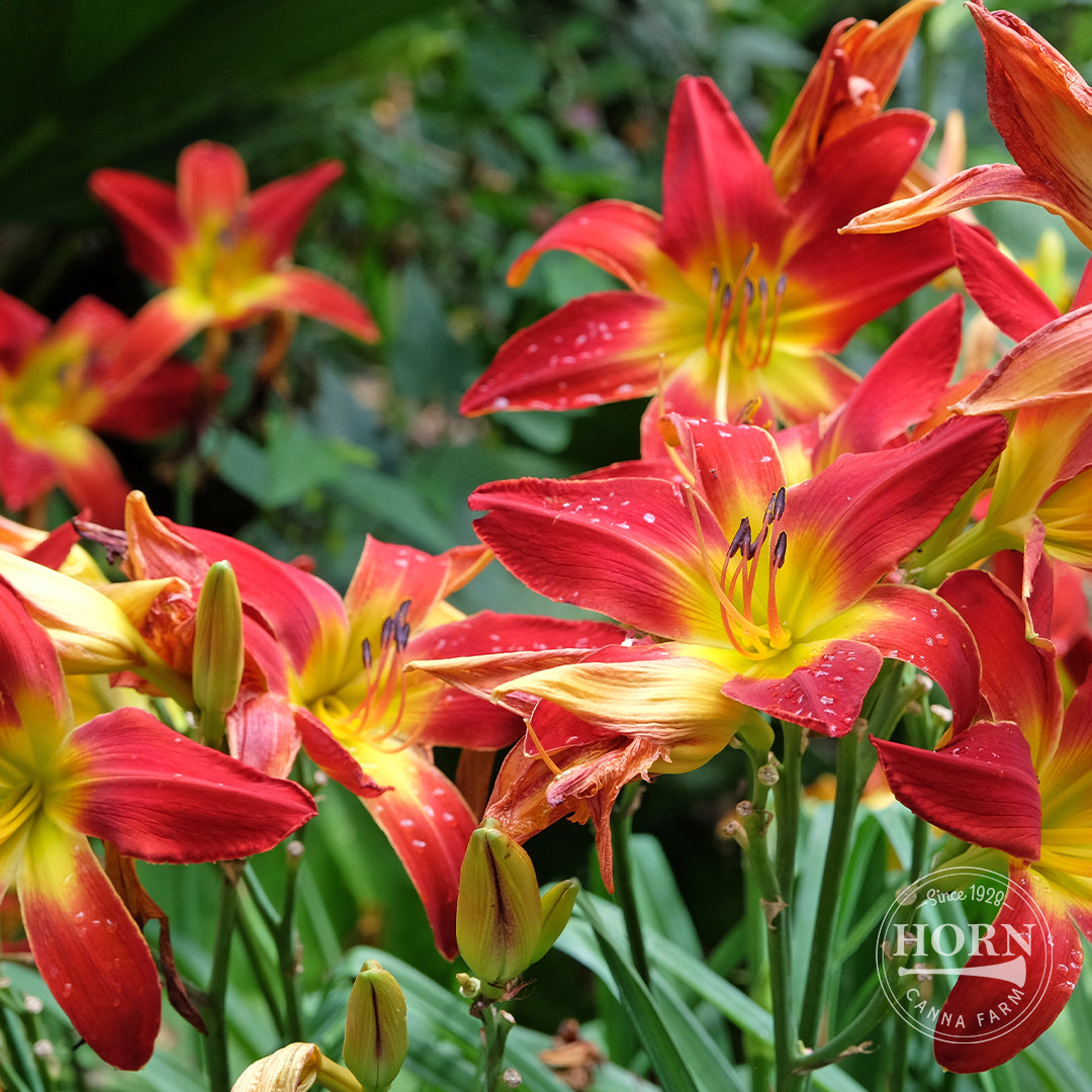 Breathless Beauty Daylily Flower Bulbs