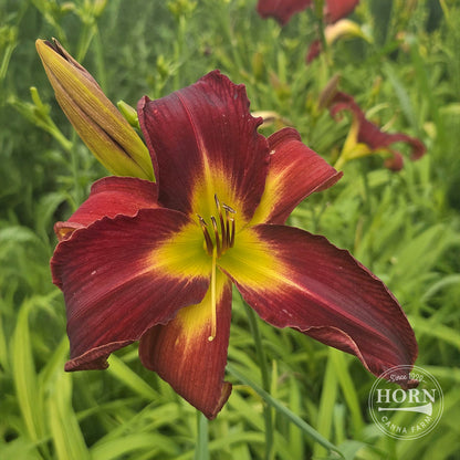 Breathless Beauty Daylily Flower Bulbs