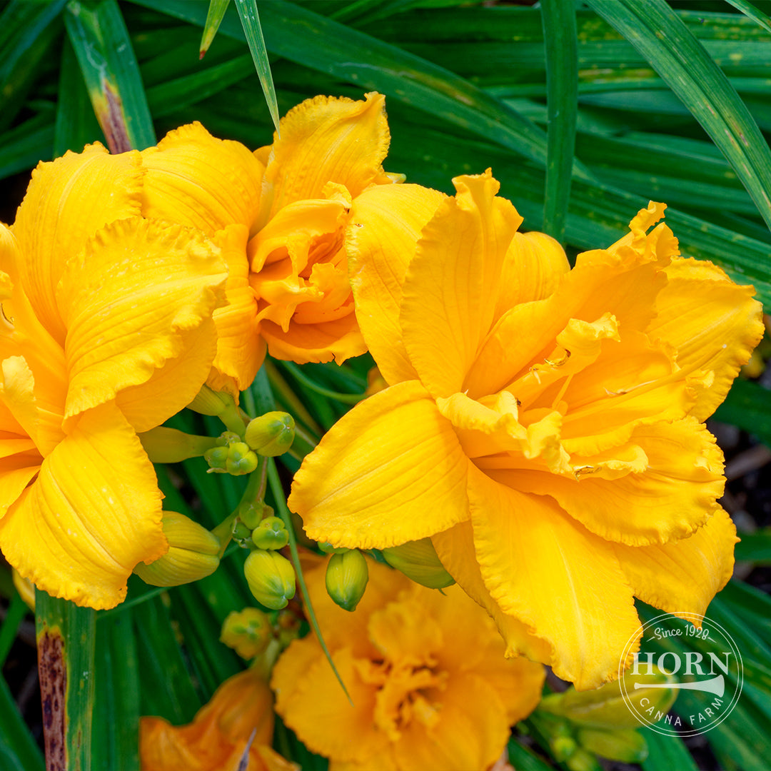 Double Charm Daylily Flower Bulbs