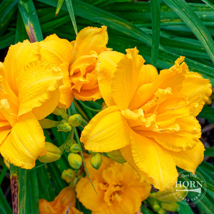 Double Charm Daylily Flower Bulbs