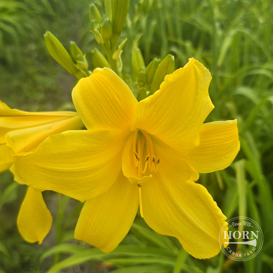 Double Charm Daylily Flower Bulbs – Horn Canna Farm