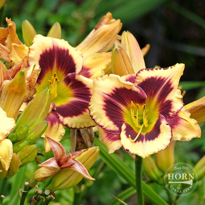 El Desperado Daylily Flower Bulbs