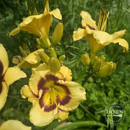 El Desperado Daylily Flower Bulbs
