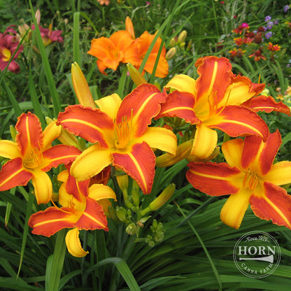 Frans Hals Daylily Flower Bulbs