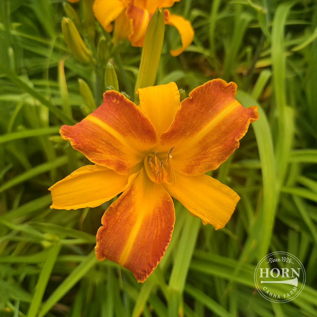 Frans Hals Daylily Flower Bulbs – Horn Canna Farm