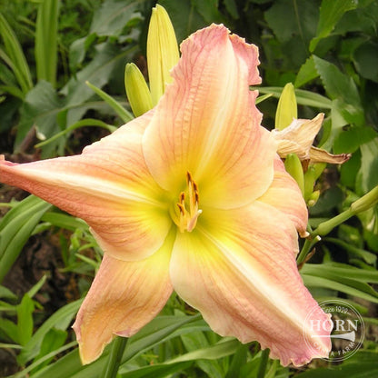 daylily nursery elephant ear plant bulbs George C Bingham Daylily Flower Bulbs