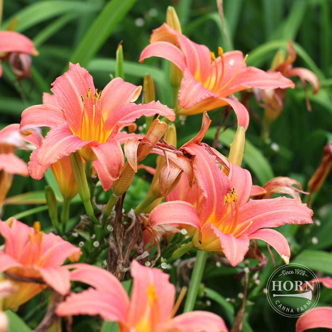 Hall's Pink Daylily Flower Bulbs