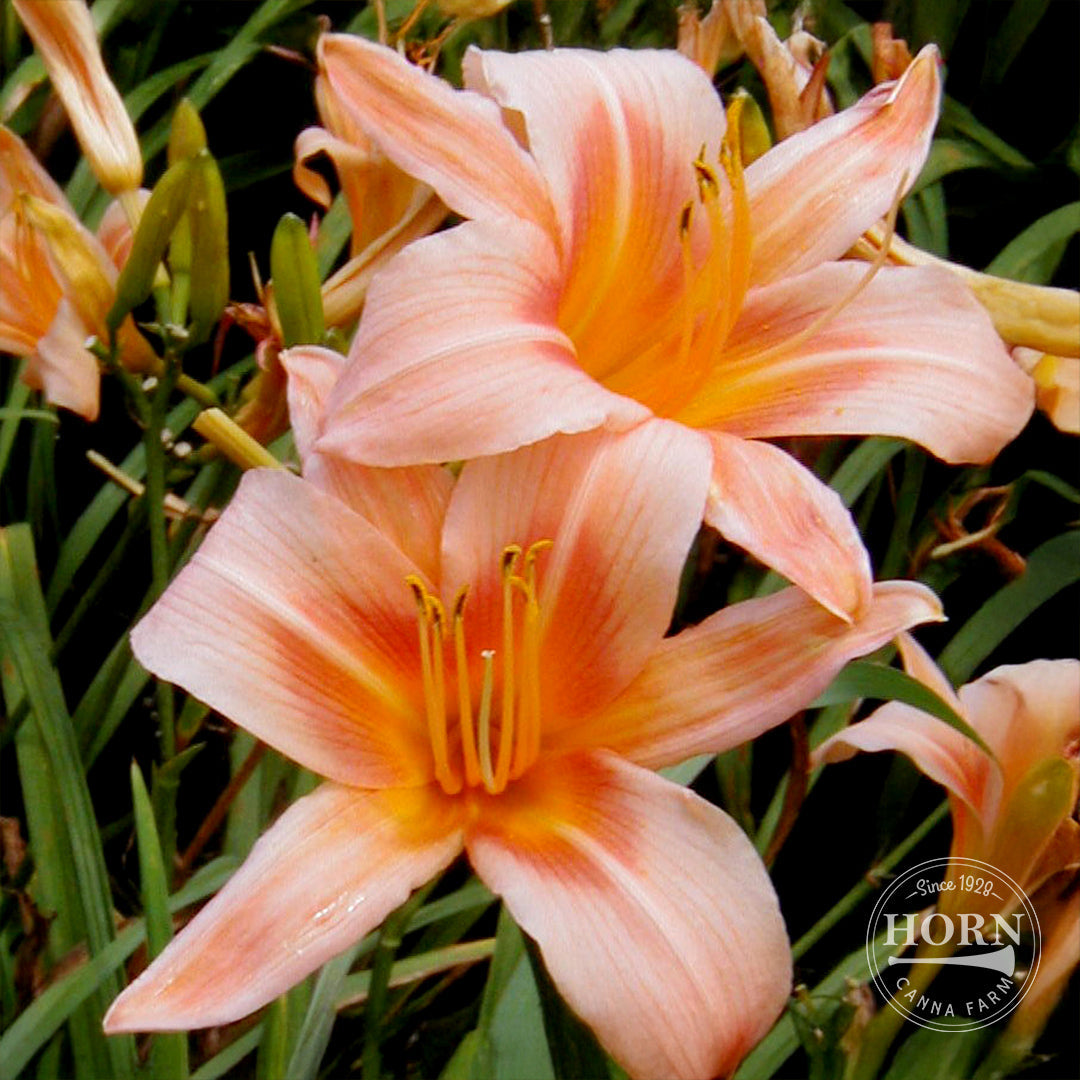 Hall's Pink Daylily Flower Bulbs – Horn Canna Farm
