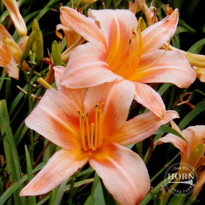 Hall's Pink Daylily Flower Bulbs