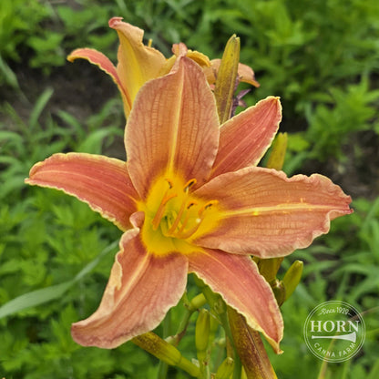 Hazel Sawyer Daylily Flower Bulbs