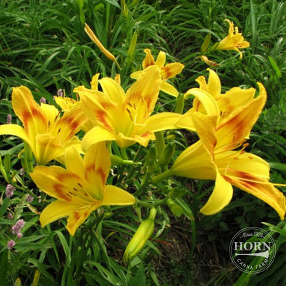 Wilson's Yellow Daylily Flower Bulbs