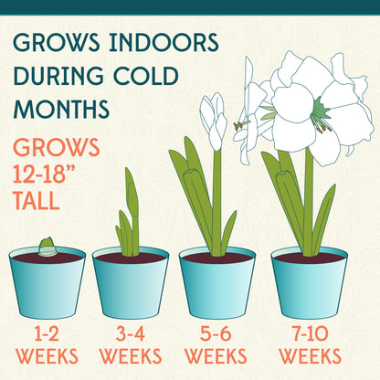 Lime Flare Amaryllis Flower Bulbs