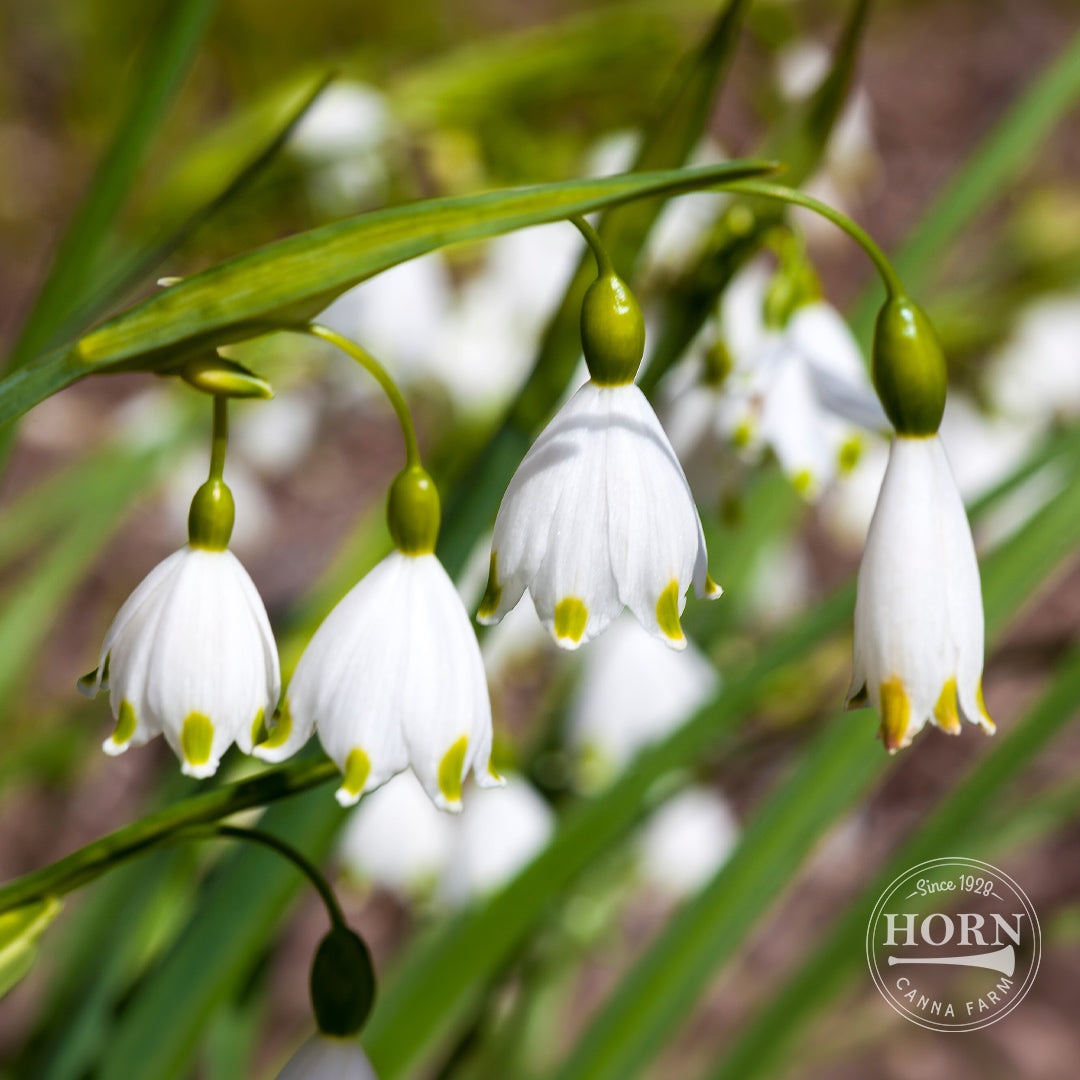 Leucojum Gravetye Giant Flower Bulbs