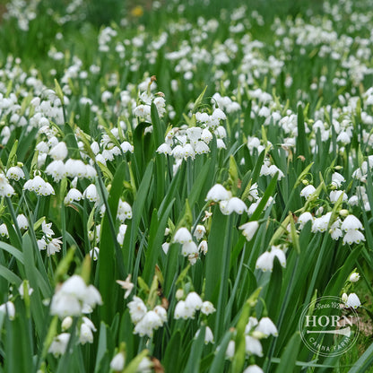 Leucojum Gravetye Giant Flower Bulbs