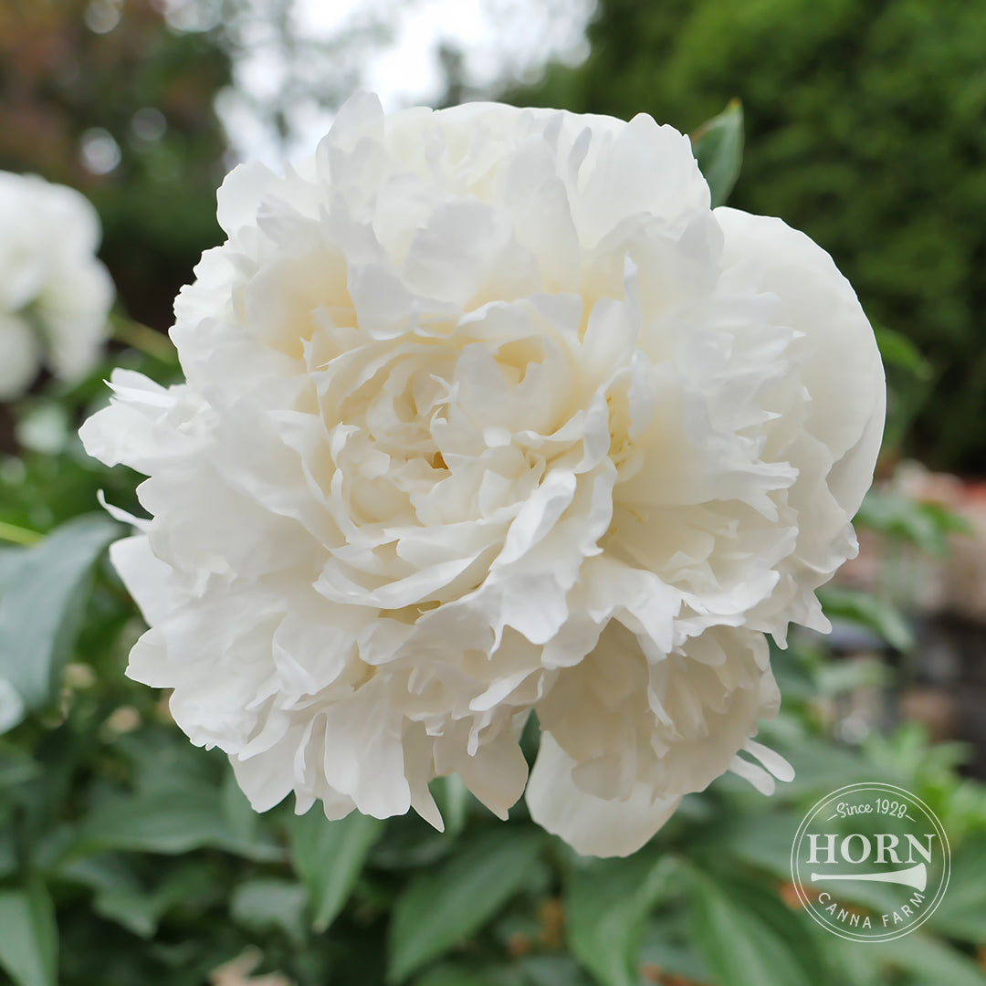 Duchesse de Nemours Peony Flower Bulbs