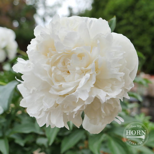 Duchesse de Nemours Peony Flower Bulbs